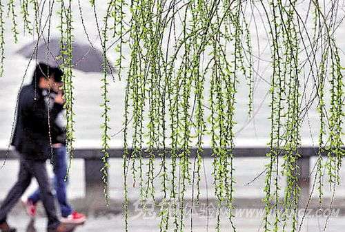 雨水时节小心“寒湿”伤脾