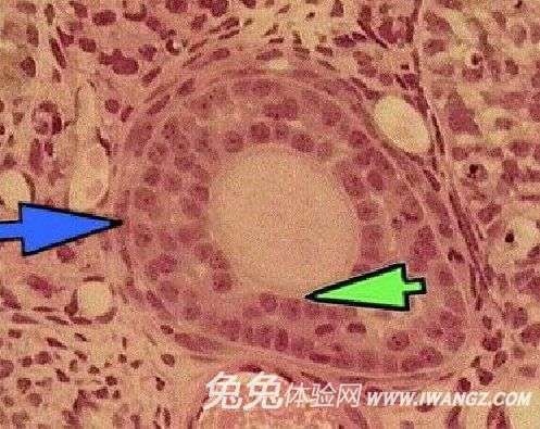 同房后出现急腹痛 千万别扛着