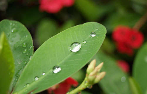 雨水时节话养生