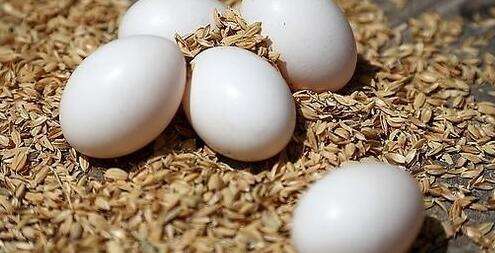 鸽子蛋孕妇可以吃吗，如何吃营养最丰富呢？