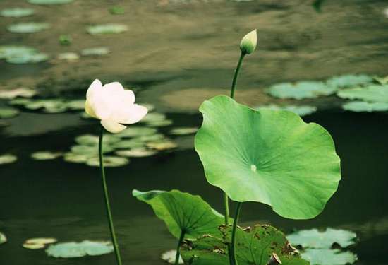 步入夏季，夏季养生重在养阳