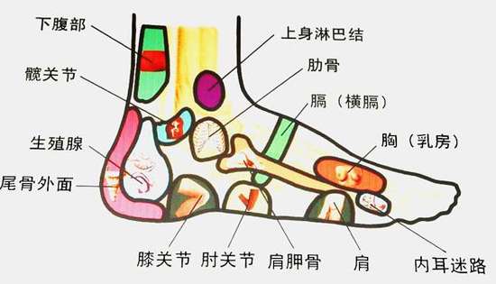 怎样脚底按摩，脚底的穴位图和部分功能