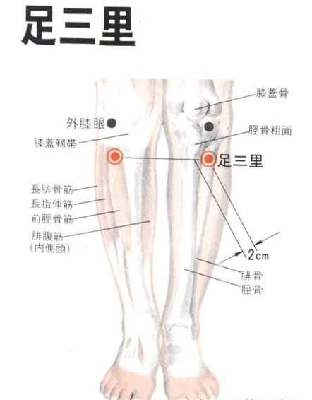 养生必谈足三里，可你是否真会用？