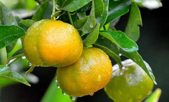 吃橘子也有养生保健的效果你知道吗？