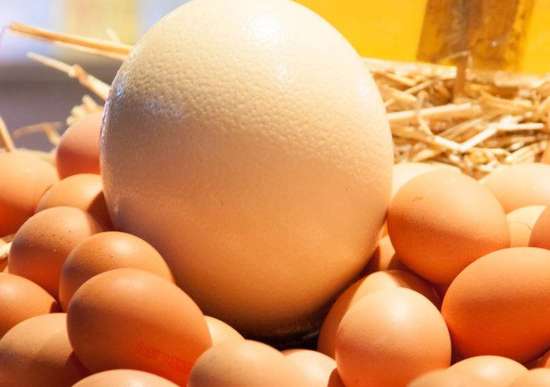鸡蛋好吃，一天吃一个，会有什么结果？
