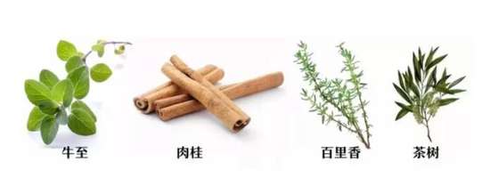 精油中的四大抗菌天王~你值得拥有