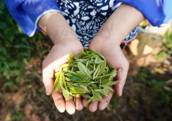 喝茶有讲究，喝对茶才养生