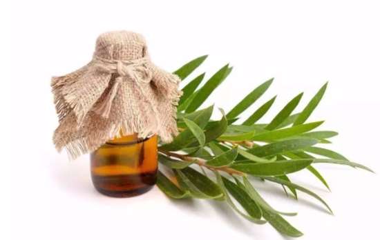 茶树精油：自然界的杀菌大师