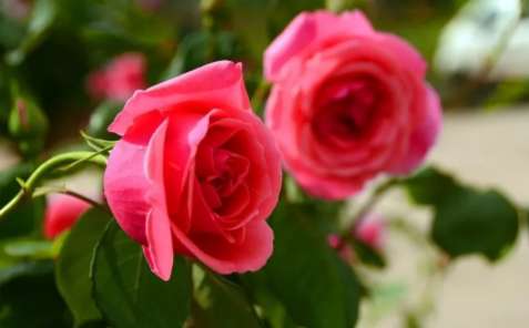 玫瑰精油对于人体的八大妙用
