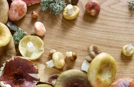 蘑菇会“吸”重金属，吃了伤肝肾？