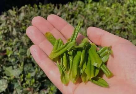 他们是茶界唯一的存在，你知道几个？