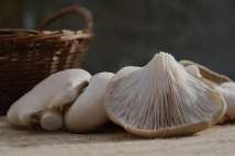 蘑菇清肠养胃更养生，这几种菌类的最佳吃法