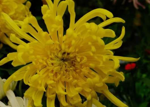 别再保温杯泡枸杞，菊花茶里加点“它”